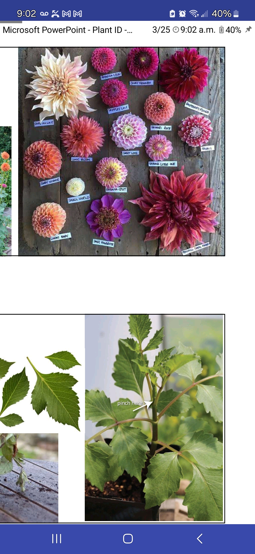 <p>Dahlia x hybrida, Asteraceae</p>