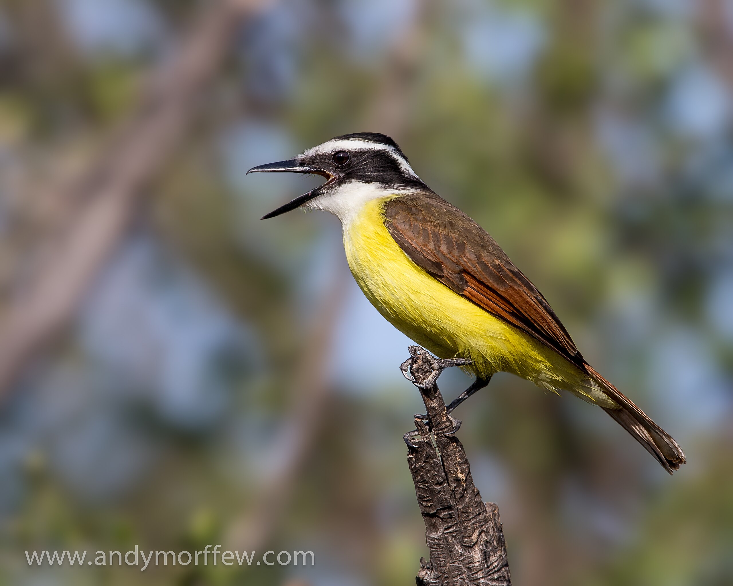 <p>Loud yellow-bellied flycatcher with black-and-white head.</p>