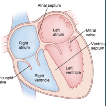 <p>-atria = upper 2 chambers. receive blood and transfer to lower chambers</p><p>-ventricles = lower 2 chambers. pump blood out from heart</p>