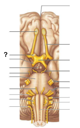 <p>The ___________ nerve (cranial nerve II) <strong>transmits visual information from the eyes to the brain</strong></p>