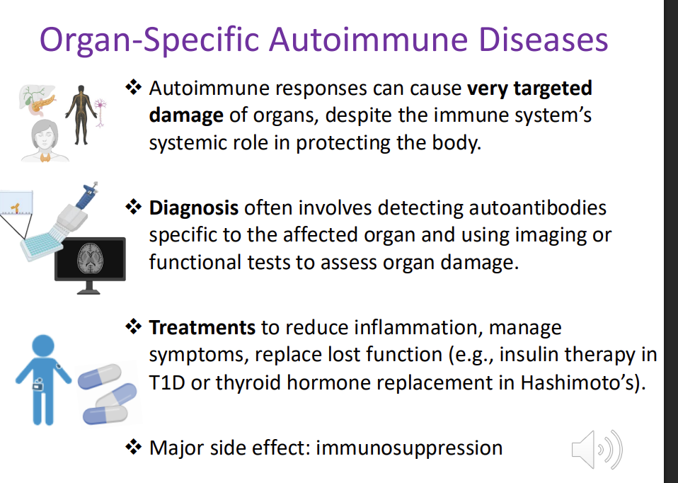 <ul><li><p>Autoimmune responses can cause very <strong>targeted damage of organs,</strong> despite the immune system’s systemic role in protecting the body.</p></li><li><p>Diagnosis often involves <strong>detecting autoantibodies </strong>specific to the affected organ and using imaging or <strong>functional tests</strong> to assess organ damage.</p></li><li><p>Treatments to reduce inflammation, manage symptoms, replace lost function (e.g., insulin therapy in T1D or thyroid hormone replacement in Hashimoto’s).</p></li><li><p><strong>Major side effect: immunosuppression</strong></p></li></ul><p></p>