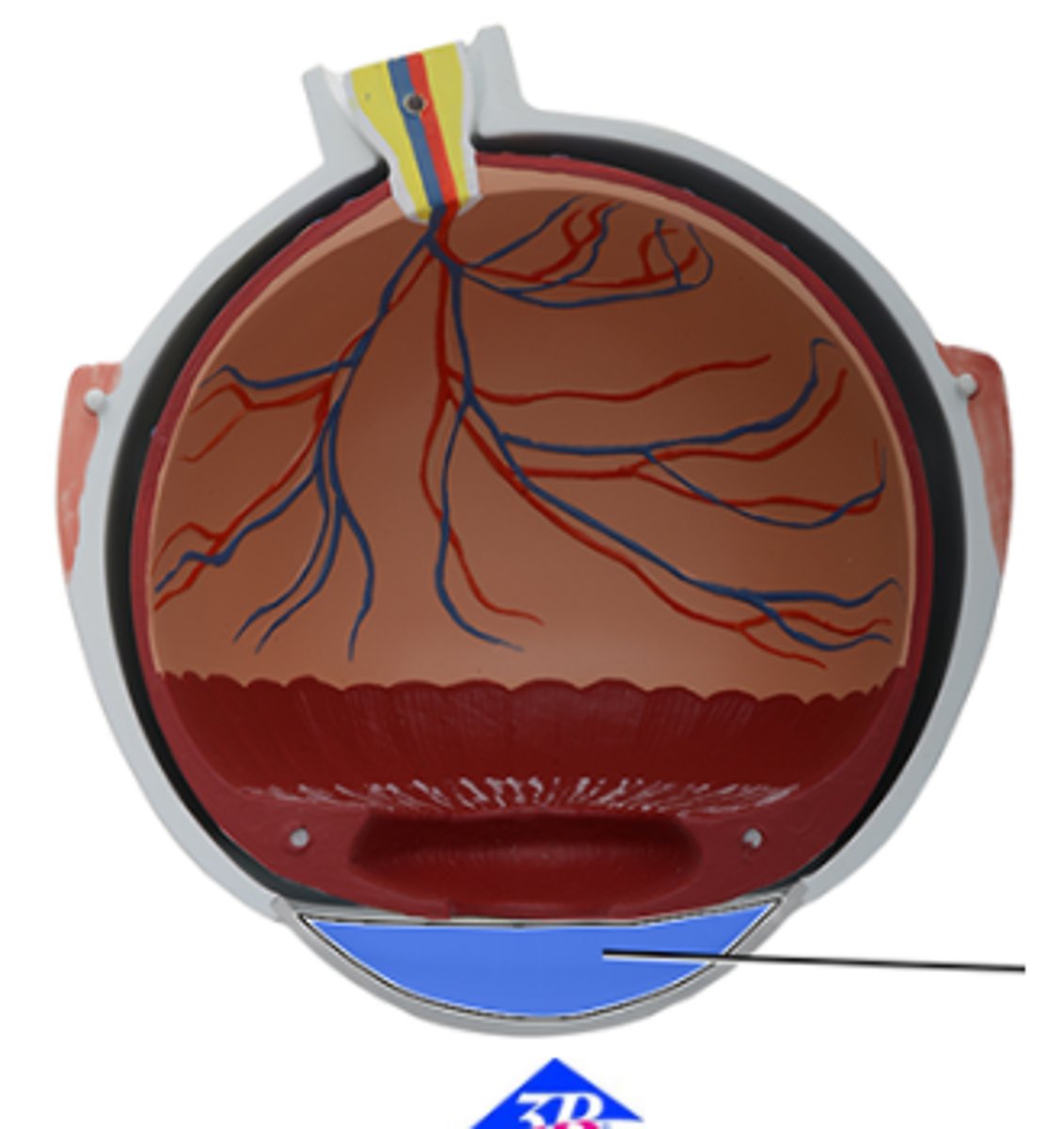 <p>Which structure is highlighted and indicated by the leader line?</p><p>a. Sclera</p><p>b. Ciliary body</p><p>c. Anterior chamber</p><p>d. Suspensory ligaments</p><p>e. Ora serrata</p>