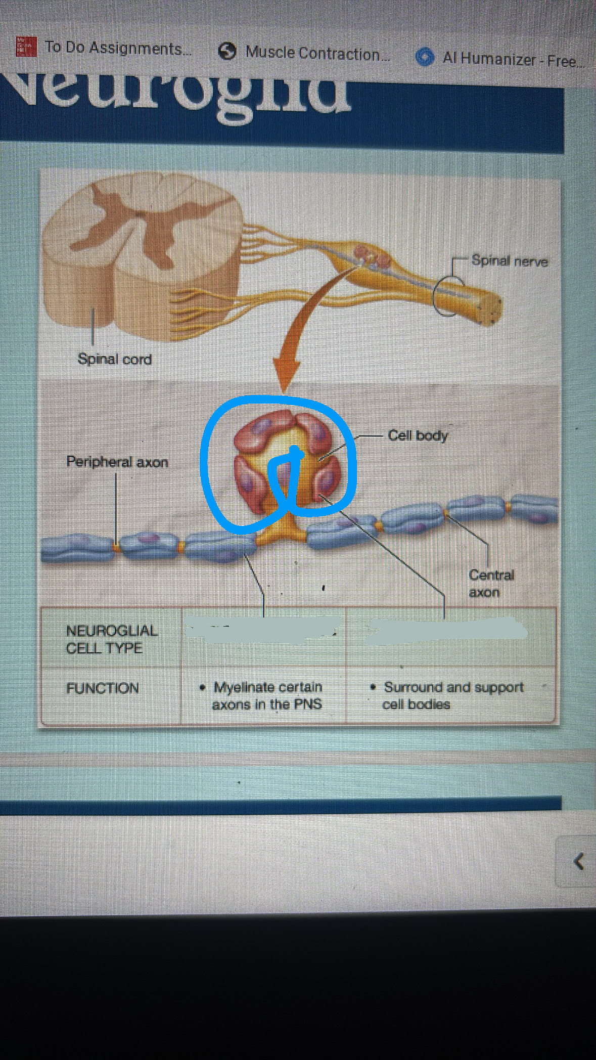 <p>poorly understood</p><p>supports cell bodies</p><p>links to other cells</p><p>maintain ECM</p>