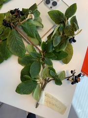 Viburnum lantana