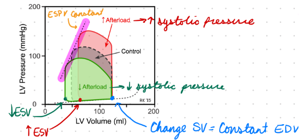 <p>Increase Afterload:</p><ul><li><p>Increase ejection/systolic pressure = Increase ESV</p></li><li><p>Decrease SV = Constant EDV</p></li></ul><p>Decrease Afterload:</p><ul><li><p>Decrease ejection/systolic pressure = Decrease ESV</p></li><li><p>Increase SV = Constant EDV</p></li></ul><p></p>