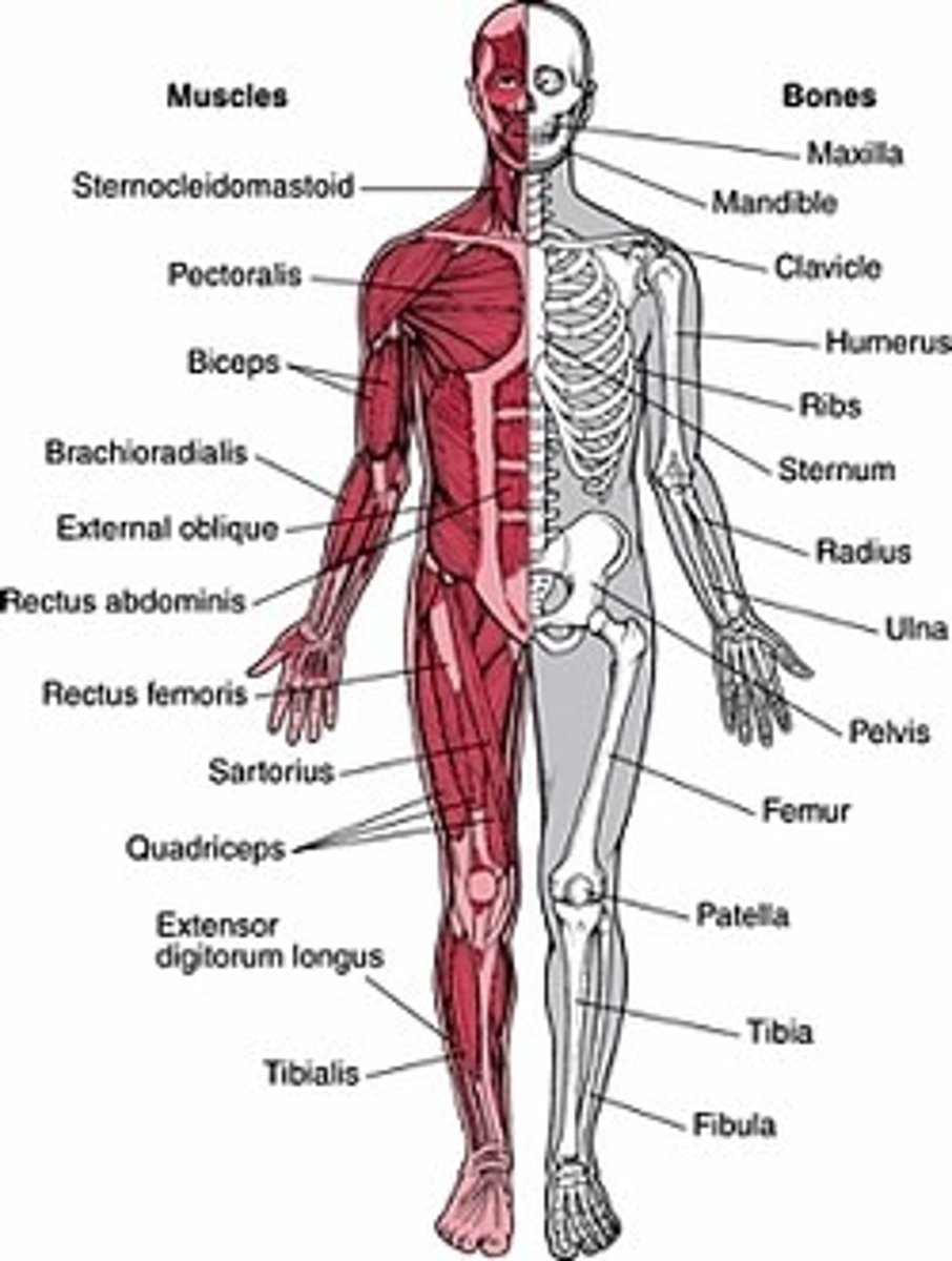 <p>The muscles, bones, tendons, ligaments. Provides structures/support so that our bodies aren't a squished up blob. Muscles allow us to have movement.</p>