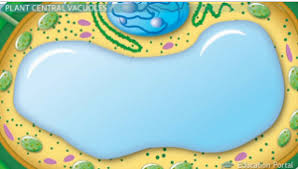 <p>Cell organelle that stores materials such as water, food, waste</p>