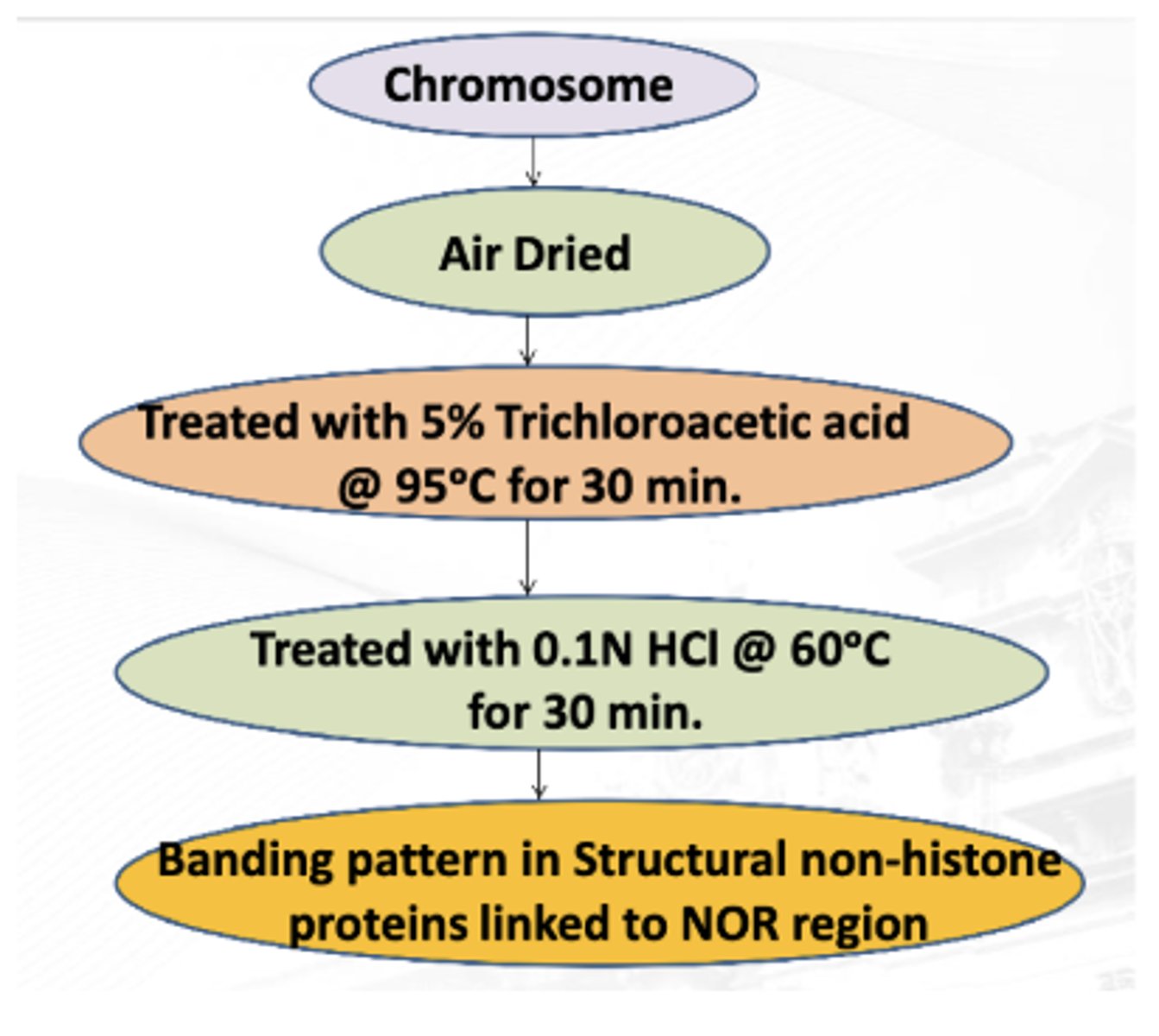 <p>Uses: Trichloroacetic Acid and HCl</p><p>Stains: Structural non-histone proteins</p>