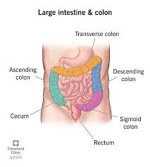 <p>food not broken down comes here, water is absorbed, stool is formed</p>