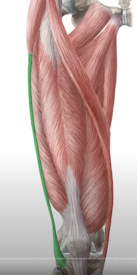 <p>abduct the thigh</p>
