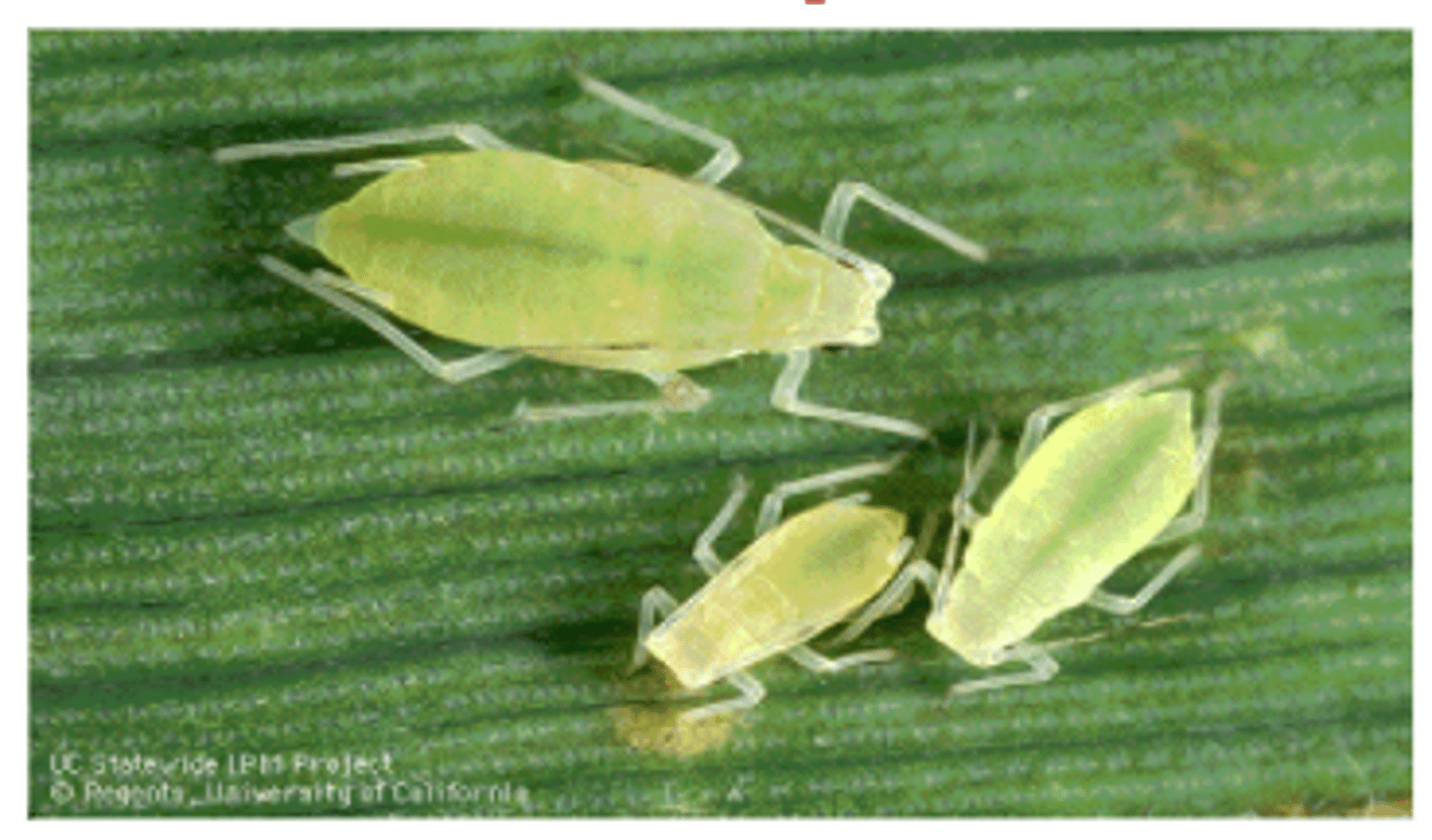 <p>A type of asexual reproduction in which a cell or organism is copied from an original source; i.e. aphids</p>
