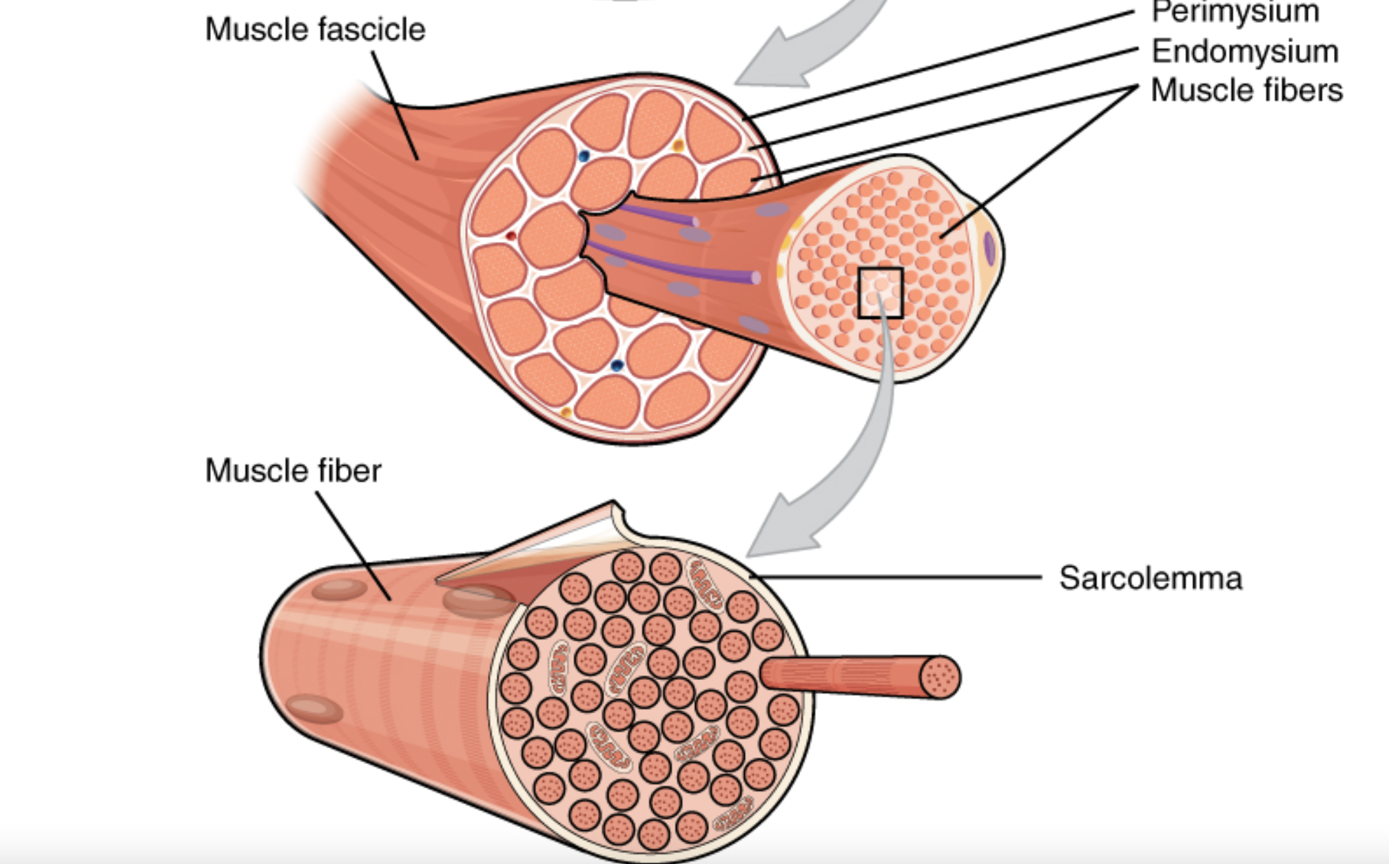 <p>Elongated, multinucleated cells that make up muscle tissue. Typically 2-3 cm long and .05mm in diameter. Fundamental to the excitability and contractivity of muscles</p>