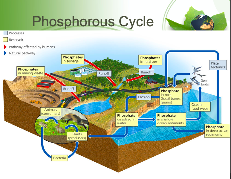 <p>Reservoirs are the geosphere; Process is slow in which water runs over rocks and erodes away compounds containing Po4^3- and it can be lost from cycle for long periods when it washes from the land into the ocean.</p>