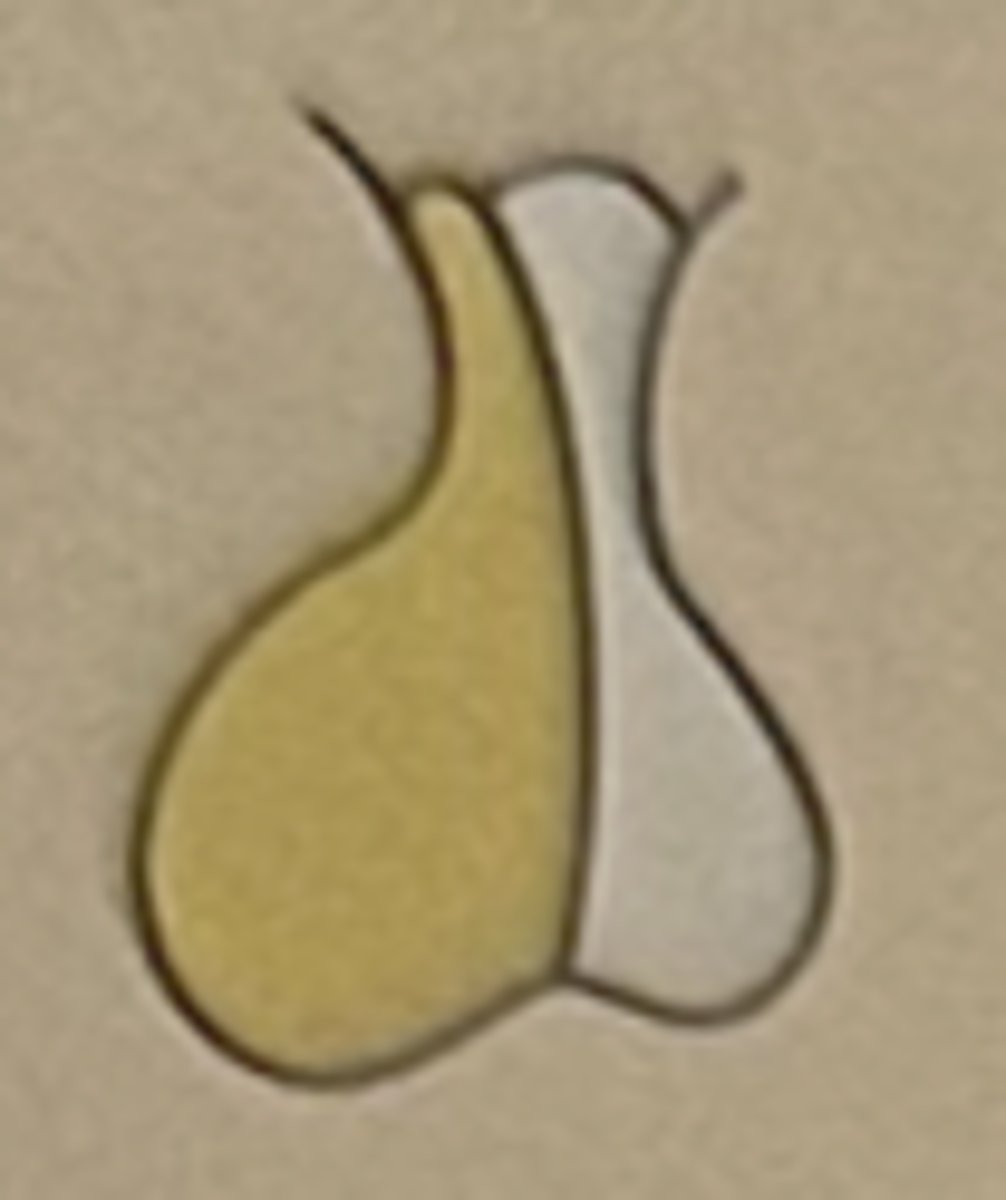 <p>Anterior pituitary (adenohypophysis)</p>