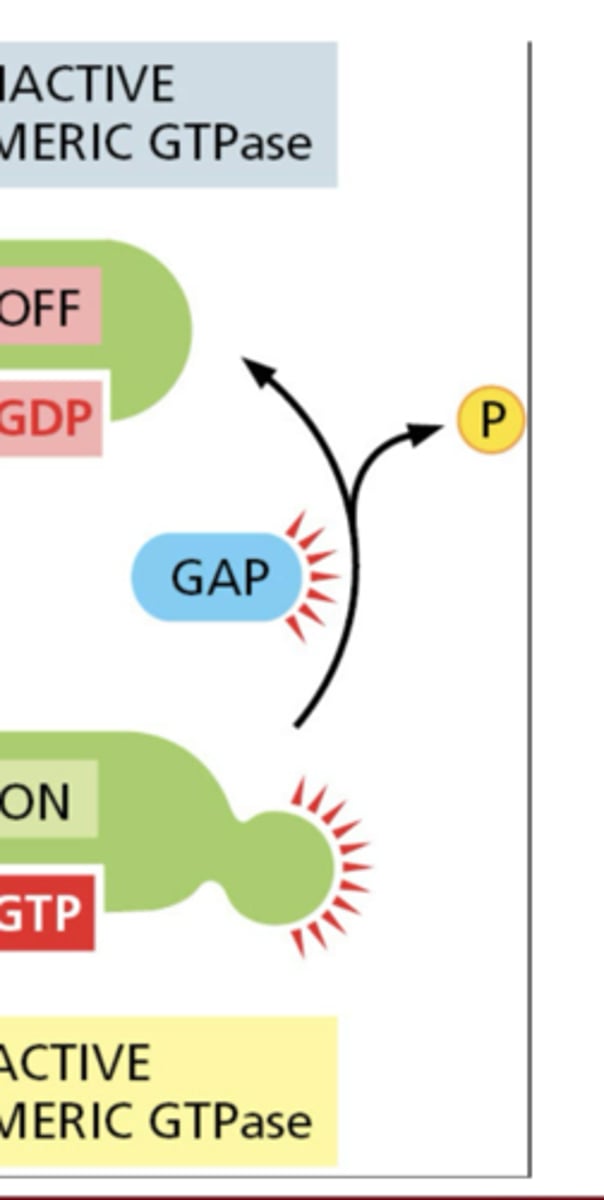 <p>inactivate GTPases by stimulating GTP hydrolysis to GDP</p>