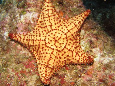 <p>sea star! reticulated = net like (net like patterns on back)</p>