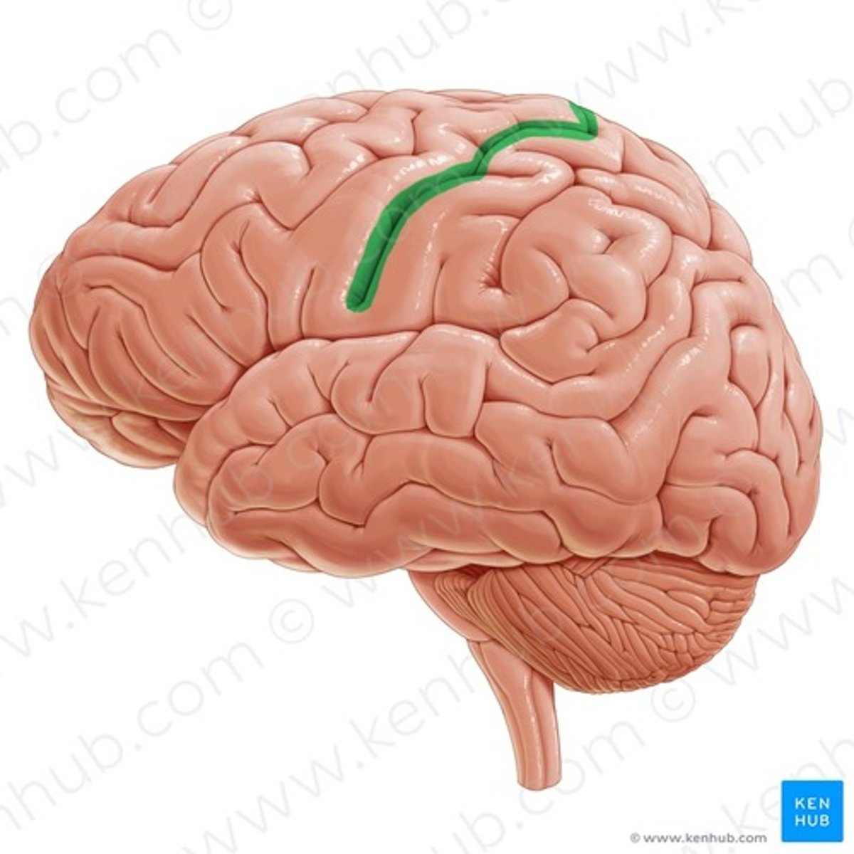 <p>Centrale sulcus </p>