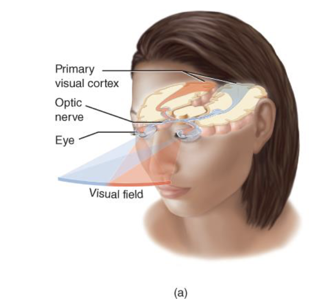 <p>Vibrations of air that are within the frequency of hearing.</p>