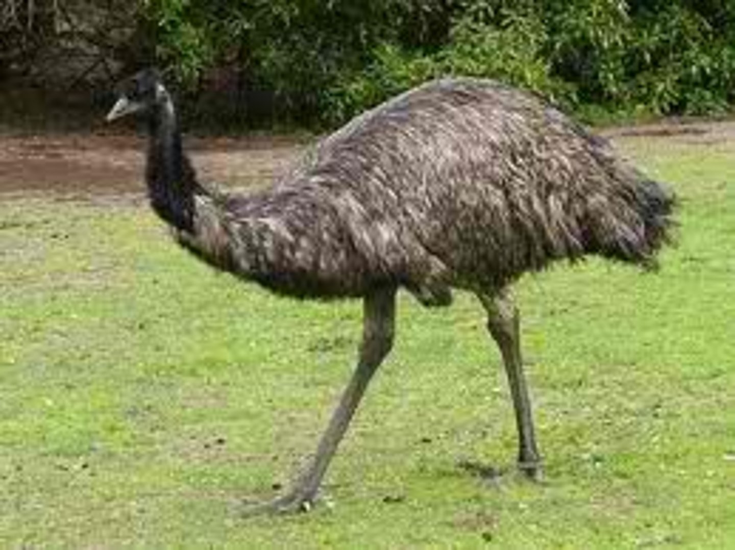 <p>Casuariiformes</p>