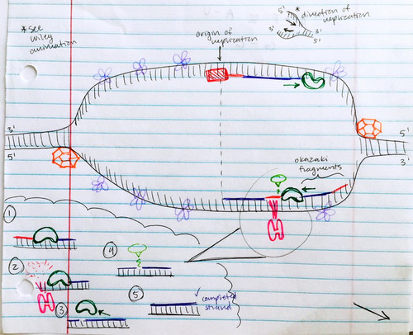 <p>1) helicase separates the DNA strands 2) SSB proteins prevent DNA from reanneling 3) primase creates RNA primer 4) DNA polymerase extends DNA strand from the primer 5) DNA polymerase I (RNase H) removes the primers 6) ligase joins the okazaki fragments of the lagging strand</p>