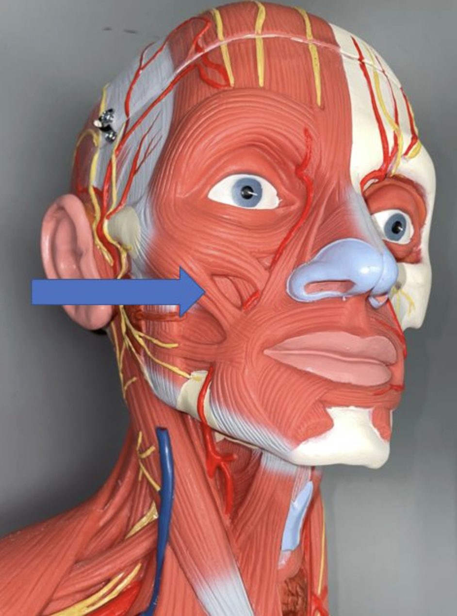 <p>muscle name & function</p>