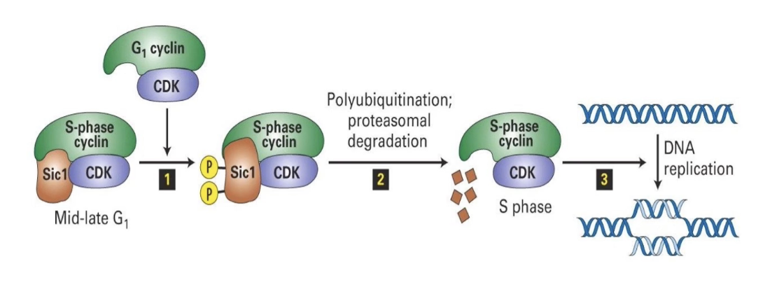 <ul><li><p><strong>E3 Ligase SCF =</strong> Skp, Cullin, F-box protein complex</p></li><li><p>Active in <strong>mid-G1 phase</strong></p></li><li><p>Targets <strong>S-phase inhibitor Sic1</strong></p></li><li><p><strong>Sic1</strong> inhibits S-phase CDK until the cell is ready</p></li><li><p><strong>G1-CDK phosphorylates Sic1</strong> → <strong>SCF recognizes </strong>and<strong> ubiquitinates Sic1</strong> → Sic1 degraded by proteasome</p></li><li><p><strong>S-phase CDK is activated</strong> → cell enters S-phase</p></li><li><p>Ensures <strong>irreversible, one-way progression</strong> through cell cycle</p></li></ul><p></p>