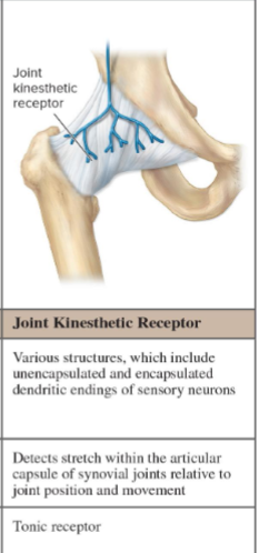 <p>What do joint kinesthetic receptors detect?</p>