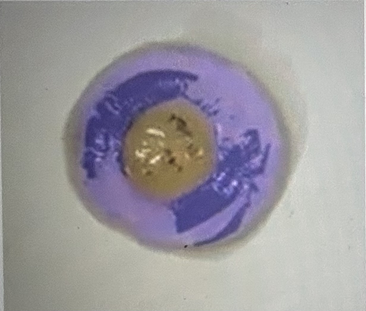 Identify the highlighted posterior cow eye structure that is described as a gelatinous sac that fills the posterior chamber of the eye. 