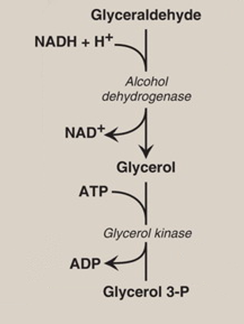 <p><span>Glyceraldehyde is a precursor for </span><strong><span>glycerol</span></strong></p>