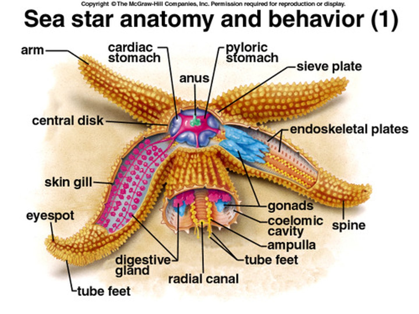 <p>Sea/brittle stars, sea urchins &amp; sea cucumbers<br>Bilateral symmetry &amp; modified radial symmetry <br>Larval stages bilateral, adult radial<br>Mostly benthic &amp; found at almost all depths <br>Tube feet for locomotion &amp; grabbing food</p>