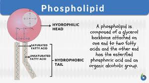 <p>when a lipid has 2 fatty acids and a phosphate head, it is a phospholipid. This helps form our cell membrane.</p>