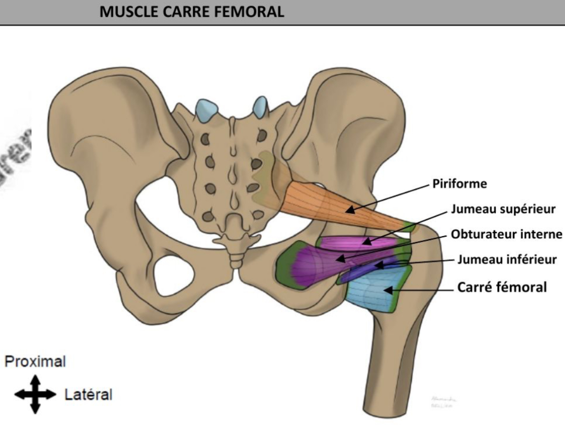 <ul><li><p>Quadrilatère</p></li><li><p>Horizontal </p></li><li><p>Rotateur latéral de hanche, adducteur de hanche </p></li><li><p>Branche issus du plexus sacral  </p></li></ul><p></p>