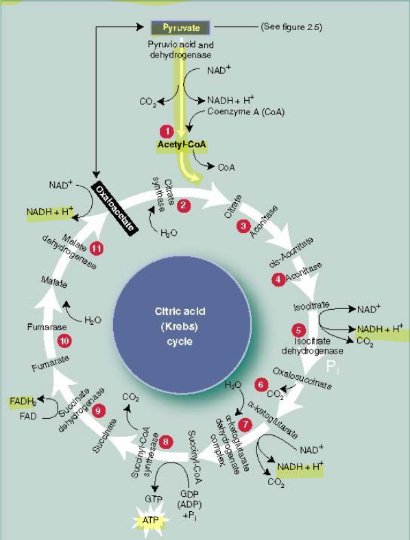 <p>For every individual acetyl-CoA that enters the krebs cycle, it produces:</p><ul><li><p>1 ATP</p></li><li><p>3 NADH</p></li><li><p>1 FADH<sub>2</sub></p><ul><li><p>Doubled</p></li></ul></li></ul><p><u>2 acetyl-CoAs enter the krebs cycle for every glucose molecule that is broken down</u></p><p></p>