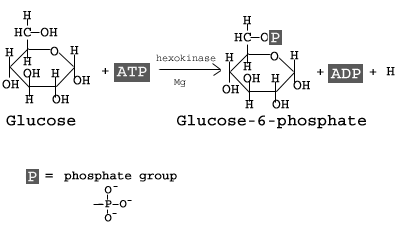 <p>Glucose + ATP » Glucose 6-phosphate + ADP </p>