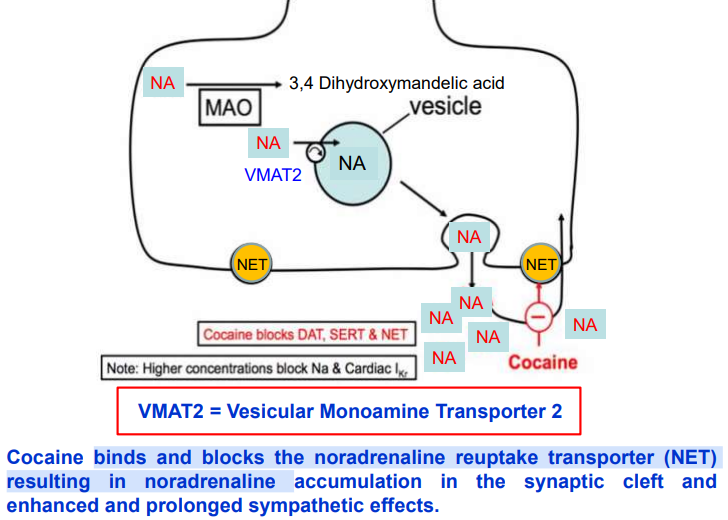 <ul><li><p>Cocaine blocks NET, DAT (dopamine transporter), &amp; SERT (serotonin transporter).</p></li><li><p>This blockage causes neurotransmitters (norepinephrine, dopamine, serotonin) to accumulate in the synaptic cleft.</p></li><li><p>Accumulation leads to increased activation of receptors, causing peripheral sympathetic effects (e.g., increased heart rate &amp; BP) and stimulant effects in the brain.</p></li></ul><p></p>