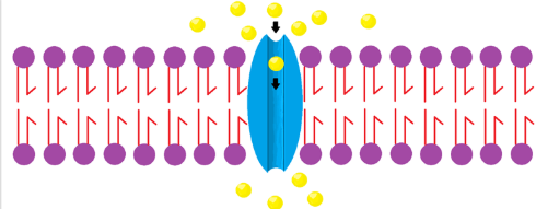 <ol><li><p>provide a channel for molecules and ions to pass</p></li><li><p>hydrophlic</p></li><li><p>many are gated which means it only allows passage when there is a stimulus</p></li><li><p>aquaporins: specific channel protein for water</p></li></ol><p></p>