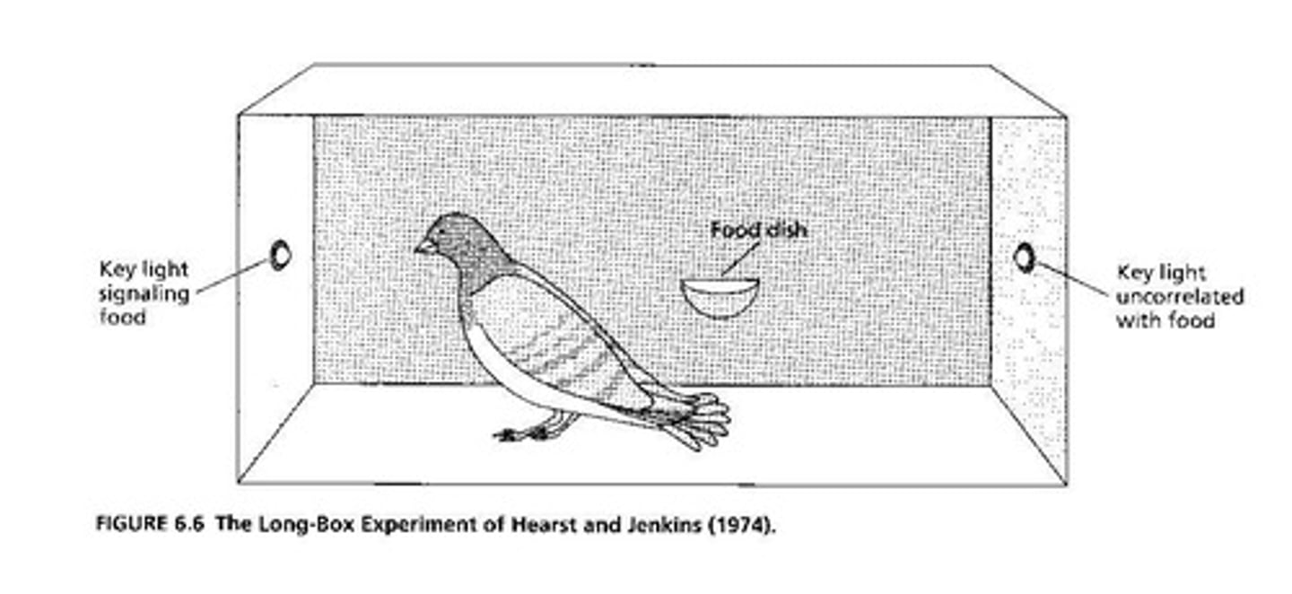 <p>Pigeons ran to light but missed food.</p>