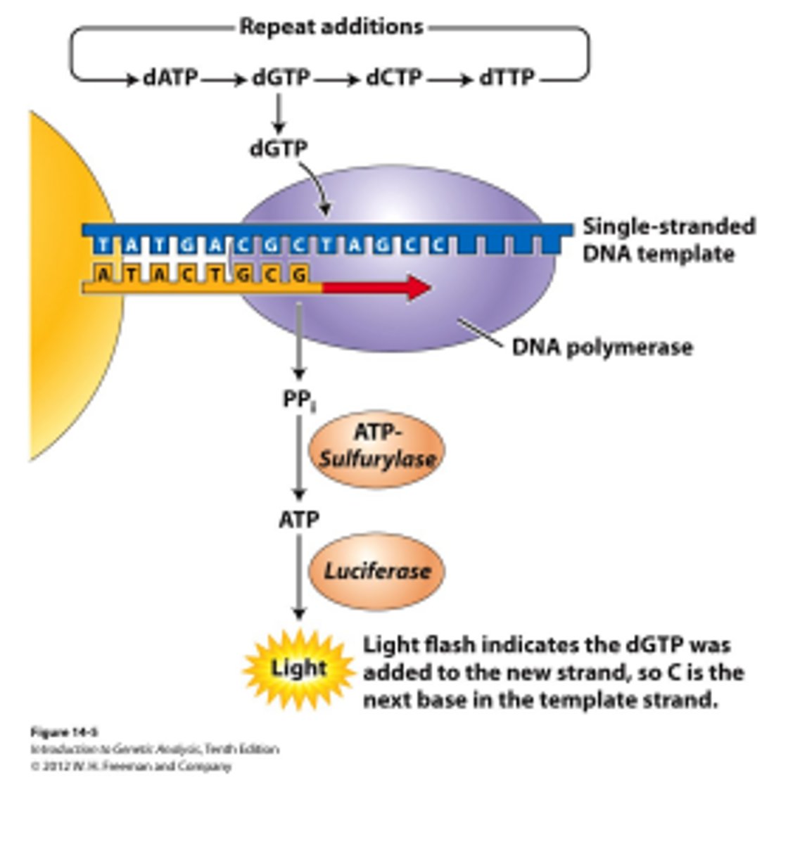 <p>Method of DNA sequencing that does not use chain termination method eg pyrosequencing.</p>