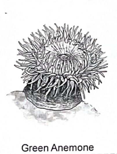 <p>green anemone SP</p>