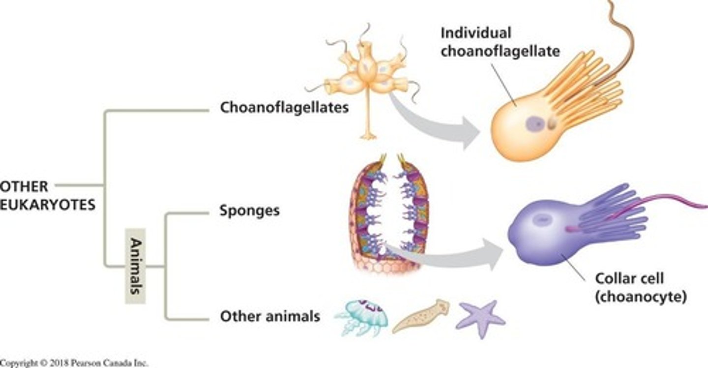 <p>Single-celled eukaryotes similar to present-day choanoflagellate protists.</p>