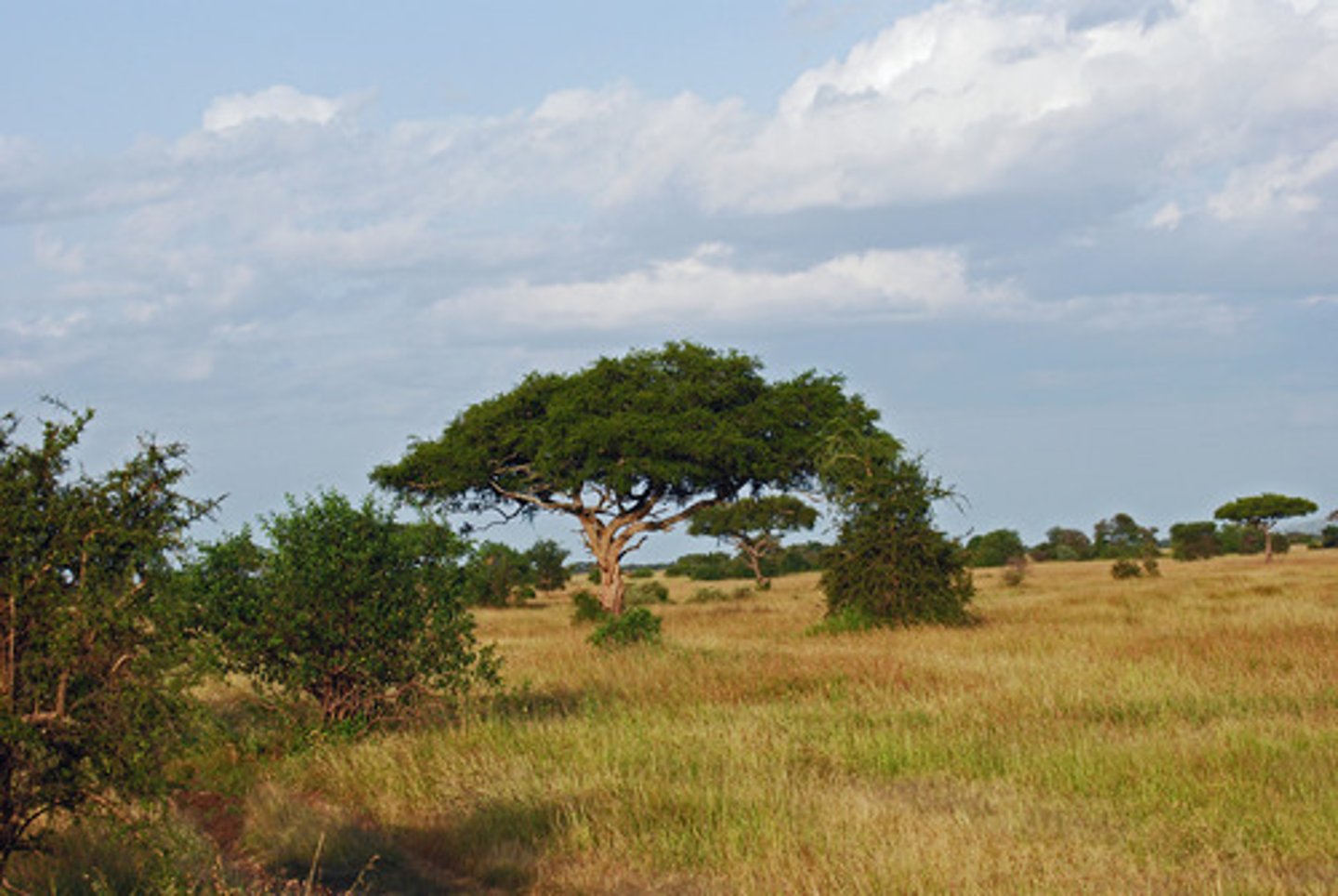 <p>The Serengeti is the largest savanna in the world. It's also the most famous savanna. This is the savanna you see at the beginning of some movies.</p>