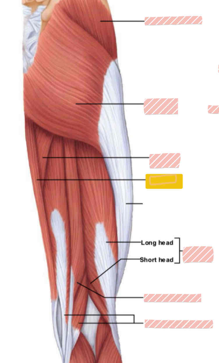 <p><span>Posterior leg (above knee)</span></p>