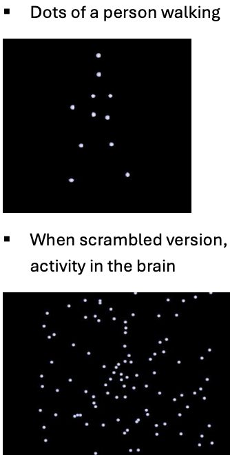 <p>An experimental condition where biological motion is represented by <span style="color: red">dots moving</span> in a way that suggests a human or animal's movement.</p><ul><li><p>When <span style="color: red">scrambled</span> version, can compare both and see what is different in activity in the brain</p></li></ul><p></p>