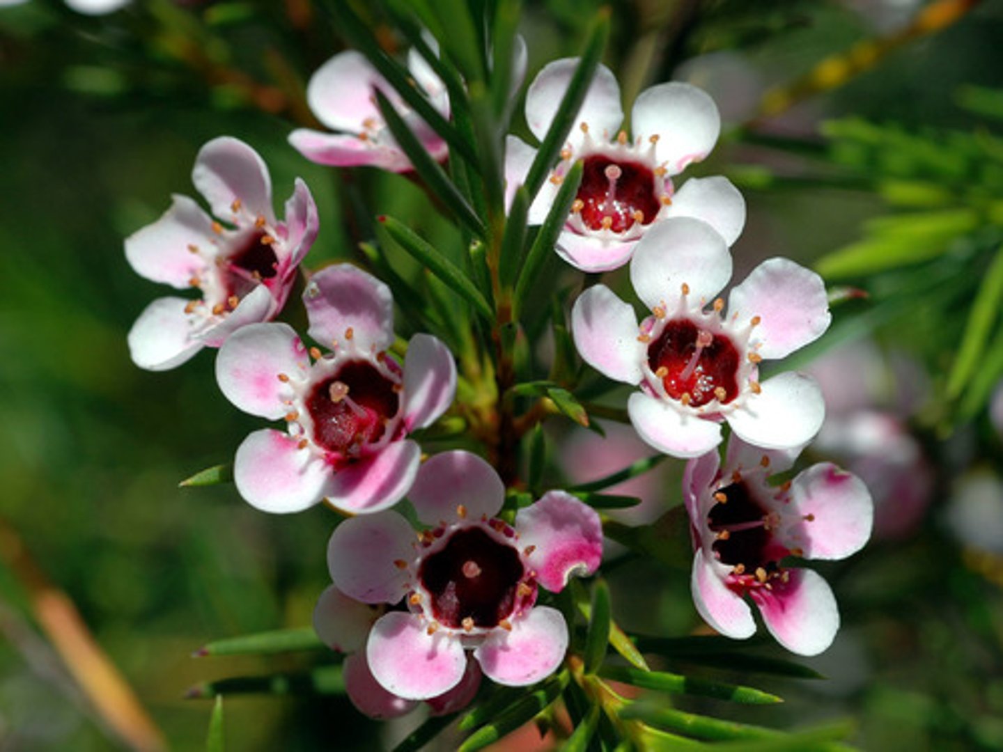 <p>Small, woody shrub</p><p>Usually grows to 1.5 - 3' tall</p><p>Erect growing habit</p><p>Pink, purple or white flowers</p><p>Flowers ½' across, occur along stems with needle-like leaves.</p><p>"Uncinatum" means hooked at the point referring to the ends of the leaves.</p>