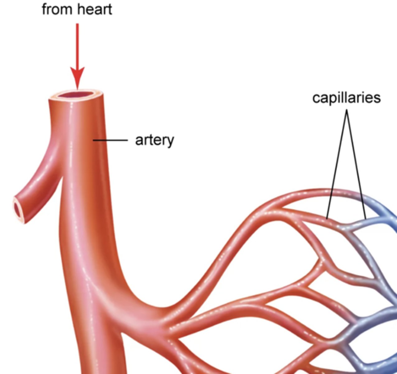 <p>carries blood away from the heart to capillaries</p>