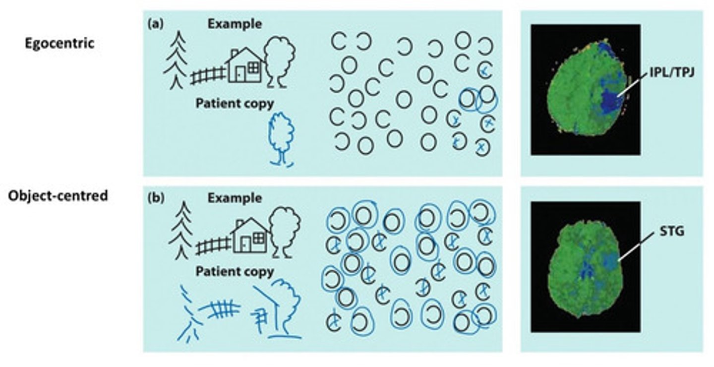 <p>1. egocentric: neglects the left side of space relative to their own body</p><p>2. object-centred: neglects the left side of individual objects, no matter where the object is in space</p>