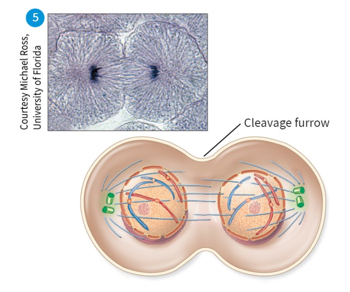 <p>-DNA condenses back to chromatin</p><p>-Clevage burrow forms, nuclear envelope reforms, spindle fibers disappear</p>