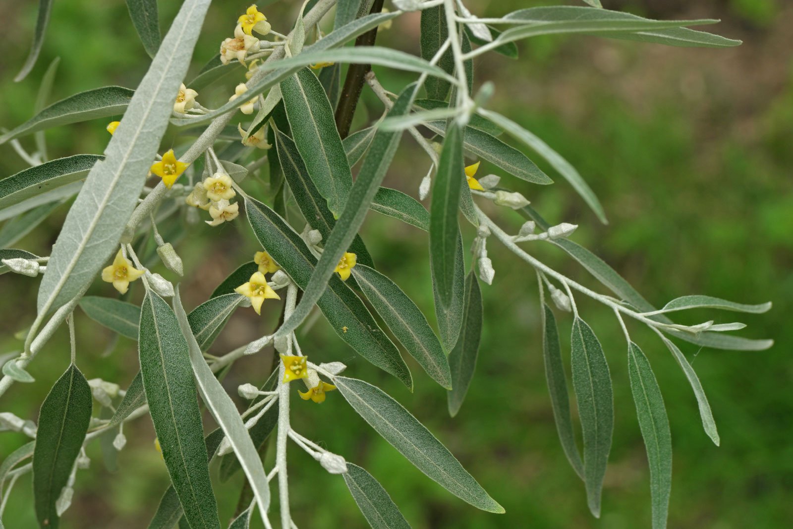 <p>Russian olive</p>