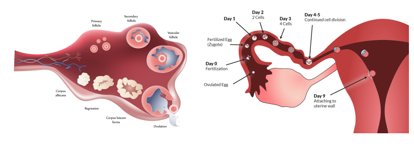 <p>fertilization</p>