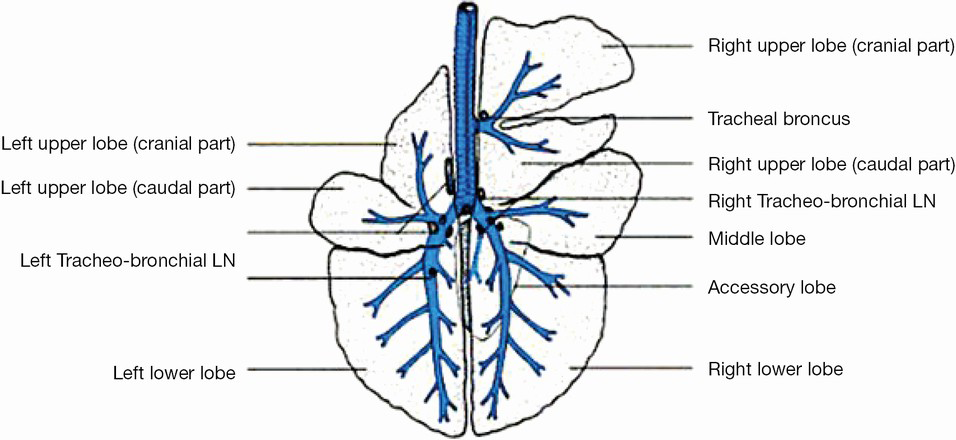 <p>Seen on facies costalis.</p><ol><li><p>trachea</p></li><li><p>pars cranialis of lobus cranialis dexter</p></li><li><p>pars caudalis of lobus cranialis dexter</p></li><li><p>lobus medius</p></li><li><p>lobus accessorius under (on right lung)</p></li><li><p>lobus caudalis dexter</p></li><li><p>lobus caudalis sinister</p></li><li><p>pars caudalis of lobus cranialis sinister</p></li><li><p>pars cranialis of lobus cranialis sinister</p></li></ol><ul><li><p><em>Margo medialis (inner side, in middle, we also have hilus pulmonalis here)</em></p></li><li><p><em>margo acutus (the thin outer border)</em></p></li><li><p><em>Apex pulmonis + basis pulmonis</em></p></li><li><p><strong><em>incisura cardiaca pulmonis dextri et sinistri</em></strong><em> (bw. the lobes)</em></p></li><li><p><strong><em>fissura interlobularis cranialis</em></strong><em> (bw. lobus medius + lobus cranialis dexter)</em></p></li><li><p><strong><em>fissura interlobularis caudalis</em></strong><em> (bw. lobus medius + lobus caudalis dexter)</em></p></li></ul><p><em>Ru: left: divided lobus cranialis + undivided lobus caudalis, while right: lobus cranialis is divided, medius and accessorius, caudalis undivided.</em></p>